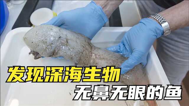 7种罕见的深海生物,没有眼睛和鼻子的鱼,是怪物吗?