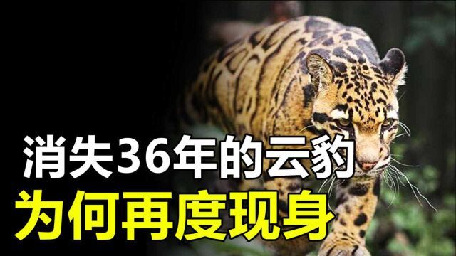 台湾云豹消失36年后,却又再度现身?它们究竟从哪里来的?