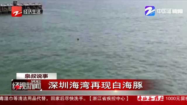 深圳海湾再现白海豚