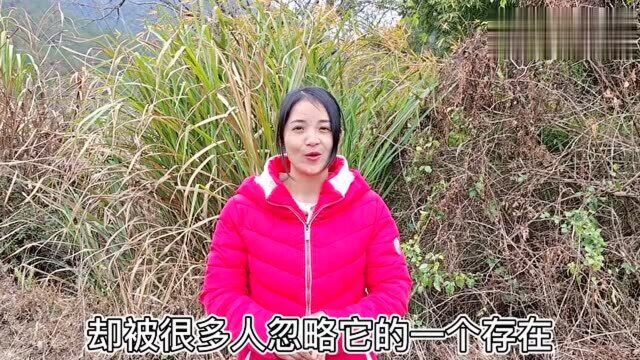 农村溪边“犁头”一样的特别植物,使用好是男女的福音,你认识吗