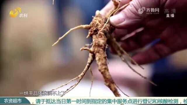 以菌治菌!老种植户教您如何种好西洋参 一起来看看吧