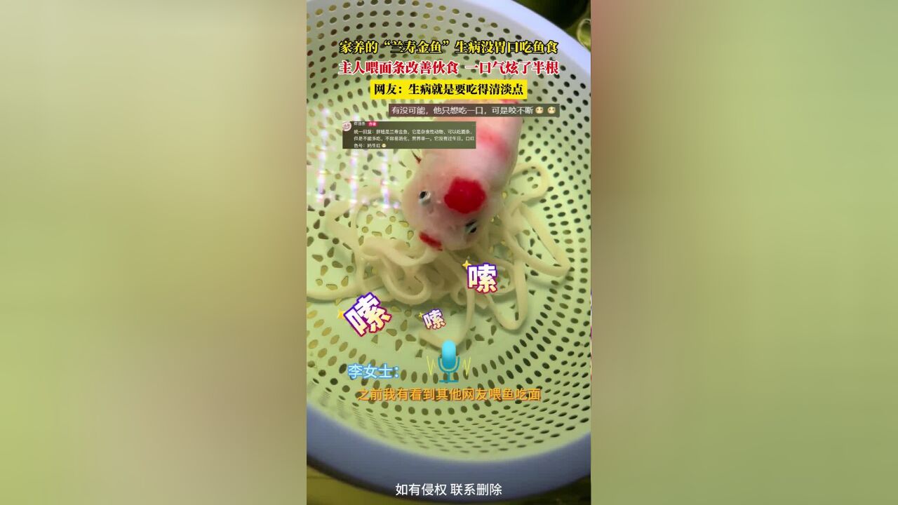 家养的“兰寿金鱼”生病没胃口吃鱼食,主人喂面条改善伙食,一口气炫了半根,网友:生病就是要吃得清淡点