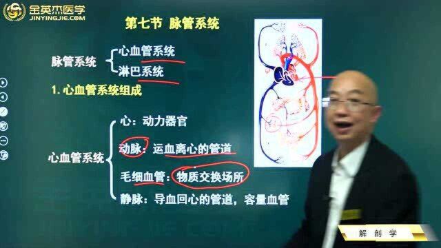 临床解剖学:脉管系统的组成,心血管系统的组成,心血管系统的功用