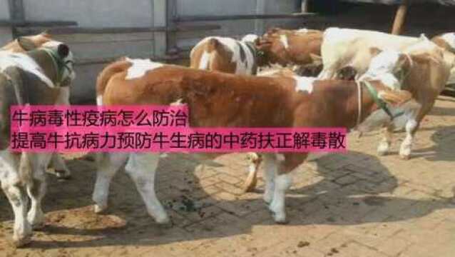 牛病毒性疫病怎么防治?提高牛抗病力预防牛生病的中药扶正解毒散