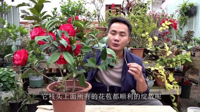 小小茶花,连开8朵大花,“养苞”方法全公开