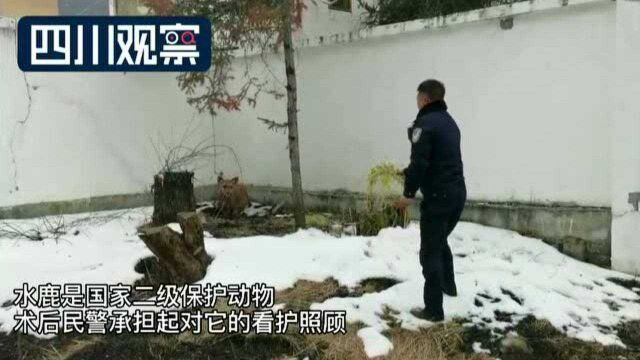 甘孜:警车上做手术 小水鹿成功脱离危险