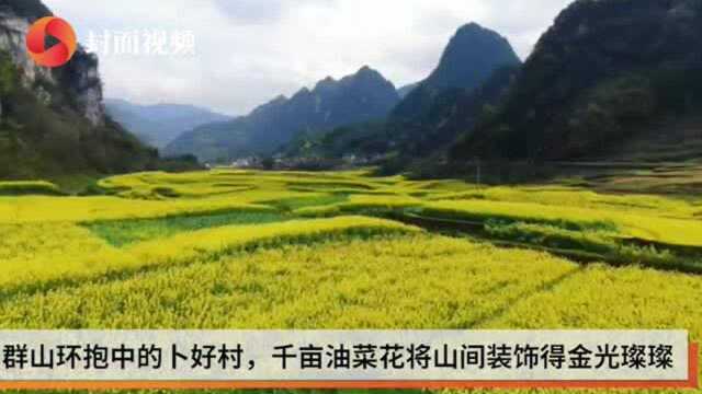 千亩油菜花装饰山间 四川宜宾筠连“油画”绘制乌蒙山美好新农村