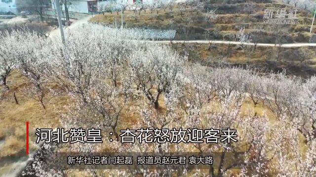 河北赞皇:杏花怒放迎客来