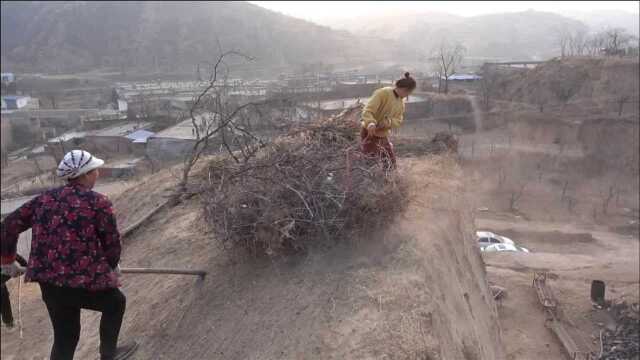 山西吕梁,为了迎接元宵节,大春家上山刨圪针,这是准备做什么?