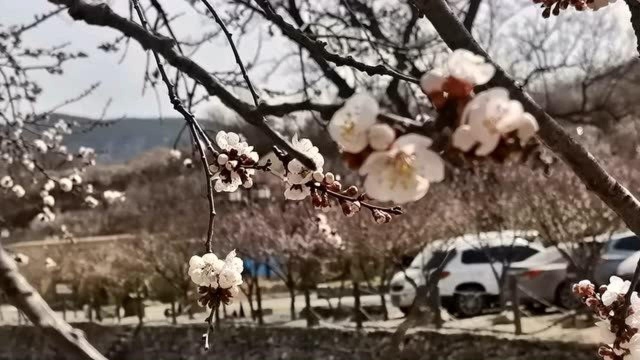 青岛西海岸新区铁山九上沟樱桃花开似雪野