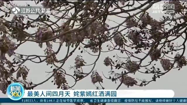 最美人间四月天 花开满枝春意浓 姹紫嫣红洒满园