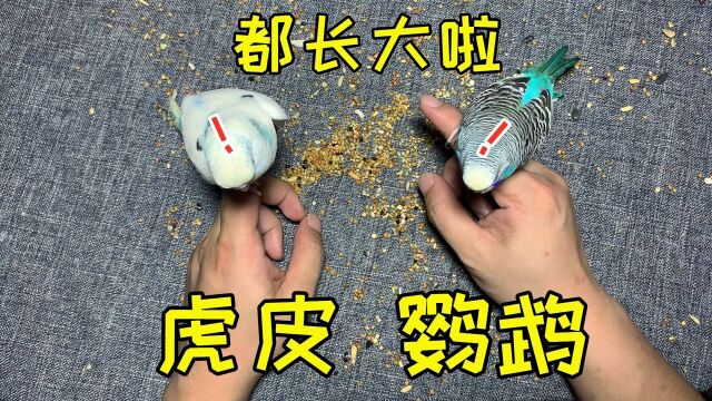 之前买的那2只“虎皮鹦鹉”,现在都长大了,仔细一看真漂亮呀