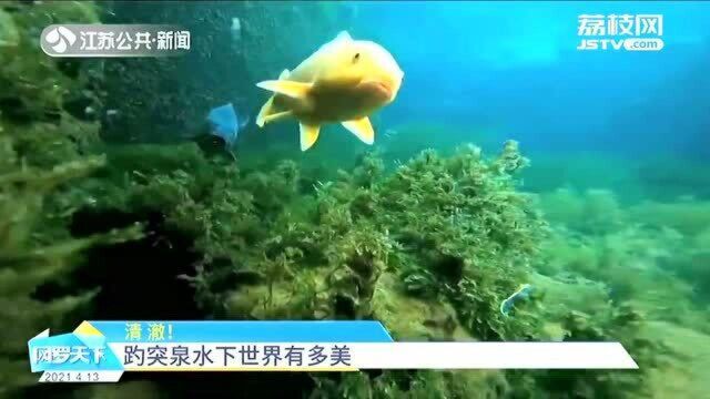 济南跃突泉水下世界有多美?网友用运动相机拍下绝美视频