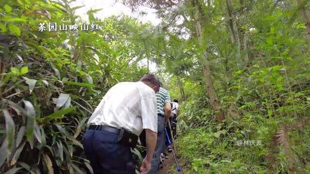 与父母登上茶园山,赏漫山遍野杜鹃花