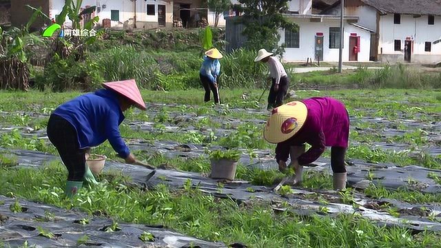 5、主田镇引进溪黄草产业项目