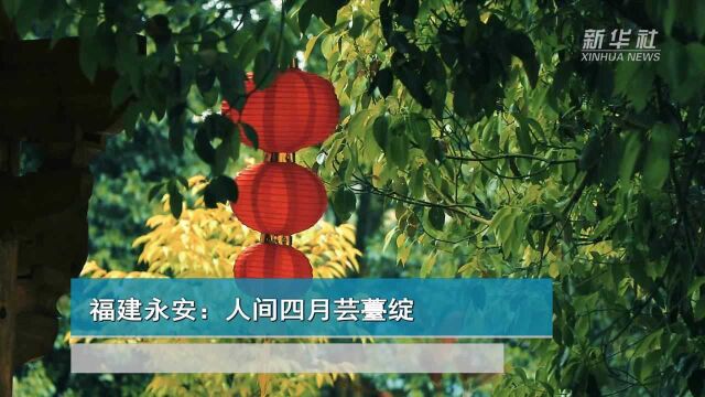 福建永安:人间四月芸薹绽