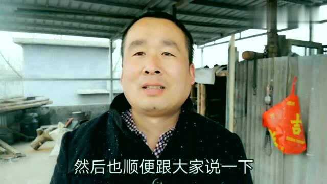 农村日记,有只小鸽子病了,什么症状?看大哥怎么说