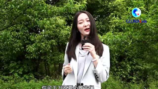 全球连线|来“天敌工厂” 看“虫虫战队”保卫地球