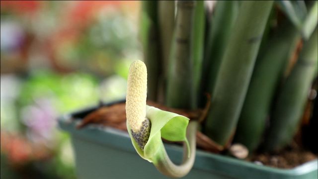 金钱树开花,花费了几年的运气,一起欣赏开花形态