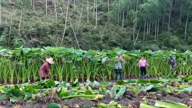 大山里的小康生活,请12个小工150一天,当天靠它赚了5500元