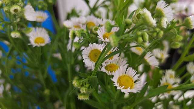 美女手巧,路边的野菊也秒变高端大气小雏菊