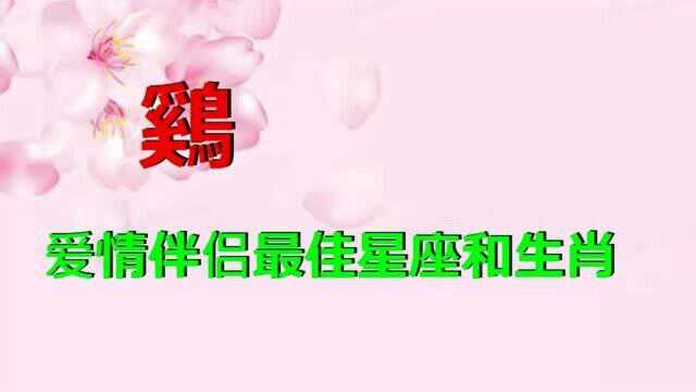 生肖鸡爱情甜蜜伴侣是你吗