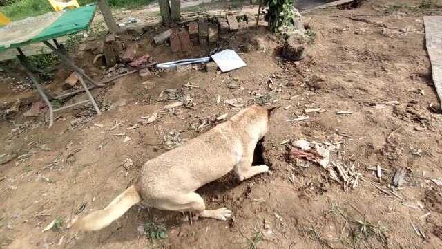 像这种品种优良的猎狗,真是可遇不可求,霸气威猛过于强悍罕见