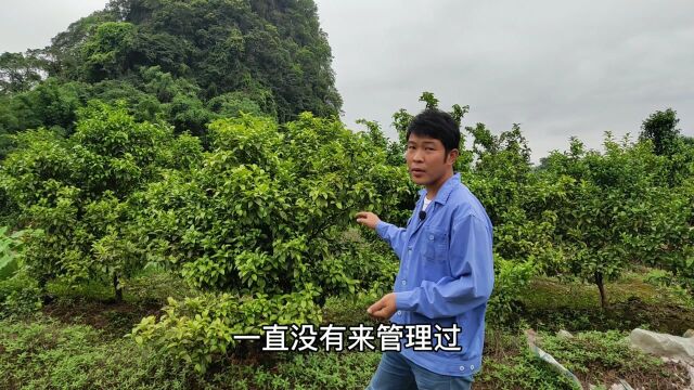 果树管理是非常重要的!看看这些果树,几个月没管理就成这样了