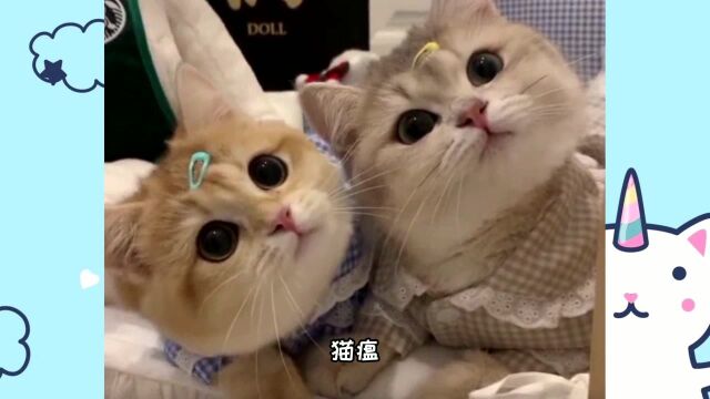 猫咪出现哪些症状有可能患上猫瘟?怎么处理?