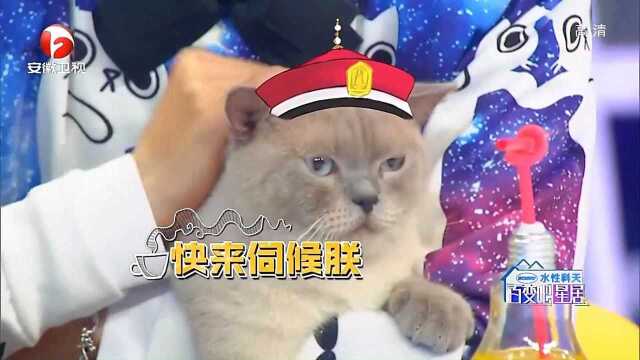 百变吧星居:设计还要“为猫服务”,梁莉莉PK邵沛,谁会胜出?