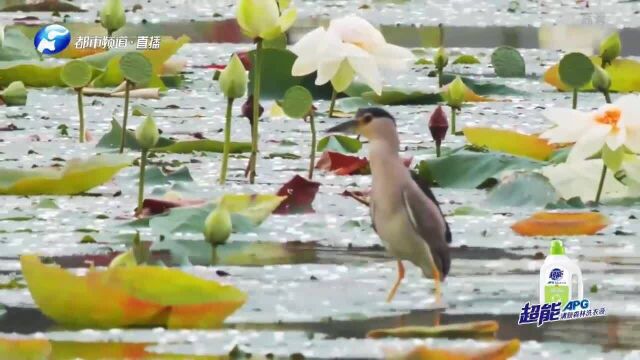 郑州雕塑公园,引野鹭、黑水鸡来安家,人与自然和谐相处