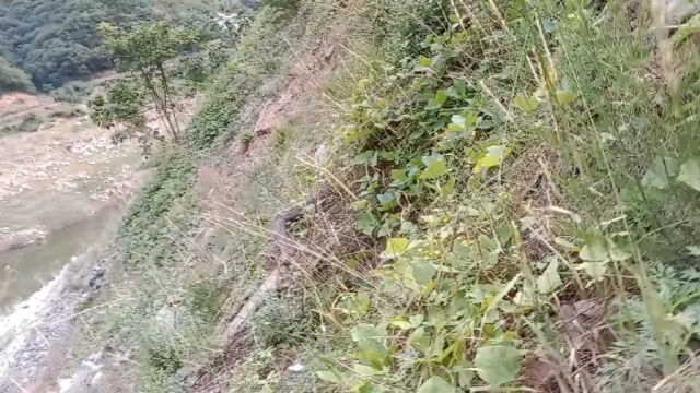 在太行山辉县八里沟石门水库上游爬陡峭的山崖,上面真的有世外桃源,我随手摘了一个油桃尝尝,味道不错