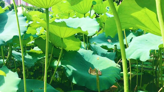 打卡深圳洪湖公园,配上这首《江南水岸》绝!