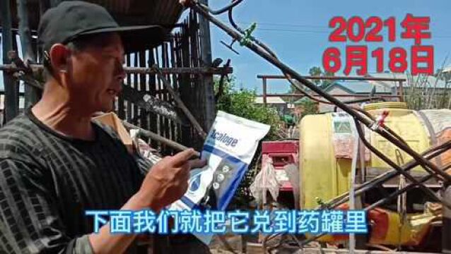 玉米打叶面肥效果怎样?只有做同田对比实验才能知晓,了解一下吧