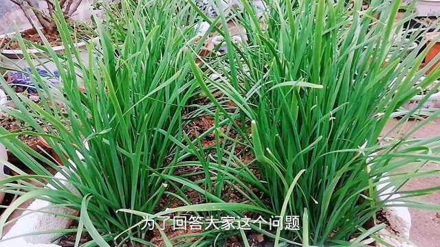 韭菜越长越细跟收割方法有关吗?对比实验后,看阿莲怎么分析