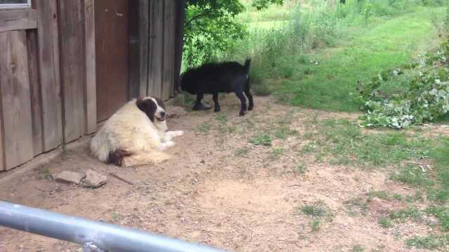 小山羊忽然发现自己的角长得很硬,就对着牧羊犬比划起来