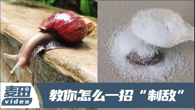 野生大蜗牛有多脏?一只身上100条寄生虫,严重可致人死亡