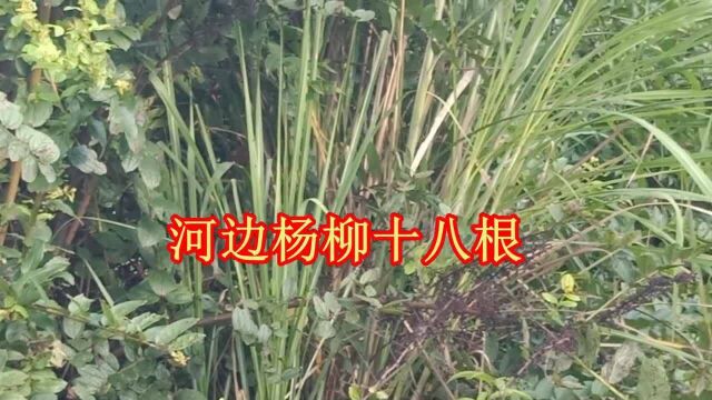 云南山歌《河边杨柳十八根》经典山歌对唱,民间小调