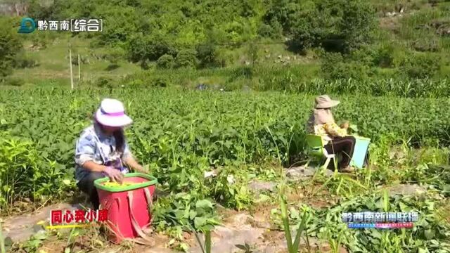 兴仁下山镇:“订单”农业助推群众持续增收