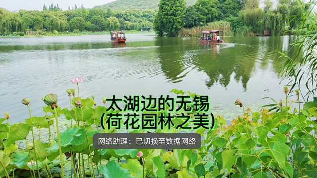 现代都市的后花园 来这里如同时光倒退几百年 荷花园林无锡之美