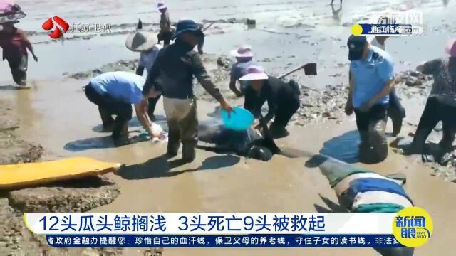 浙江沿海12头瓜头鲸搁浅 救援人员到场时3头已死亡