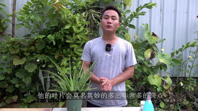 芦荟叶片莫名其妙折断,竟是这个小黑点造成的