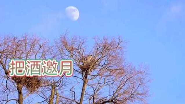 魏新雨演唱的歌曲《把酒邀月》爱你久久久21999