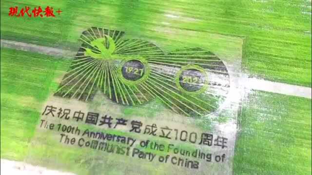 盐城东台特色稻田画进入最佳观赏期