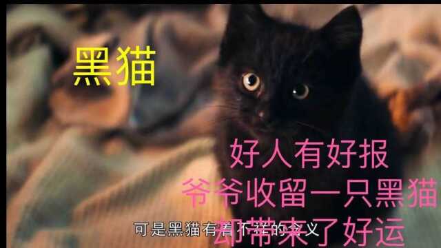 好人有好报,爷爷收留一只黑猫,却带来好运#电影种草指南大赛#