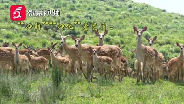 “四新四化”看贵州:山水田园地 相约“好花红”