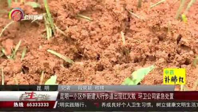 昆明一小区外新建人行步道出现红火蚁,环卫公司紧急处置