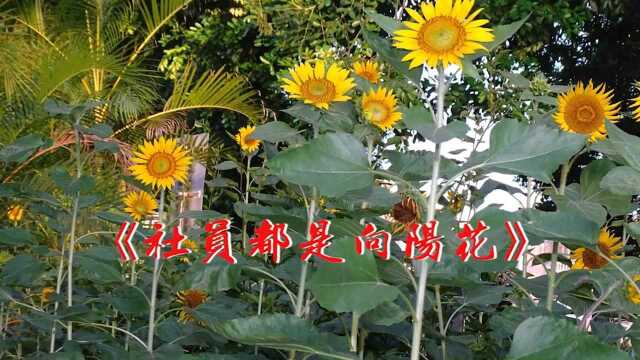 《社员都是向阳花》大字动画有声歌谱!