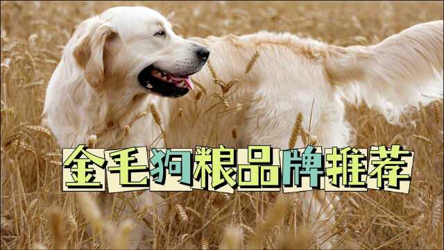 金毛犬狗粮品牌推荐,你家狗狗吃什么狗粮呢?