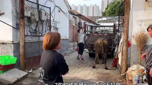 起早买牛肉,亲眼目睹回族现宰活牛,1100斤的牛被阿訇一刀放倒!